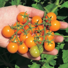 «Sun Sugar» - Organic Tomato Seeds
