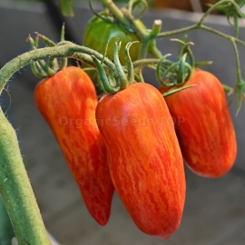 «Spark Flame» - Organic Tomato Seeds