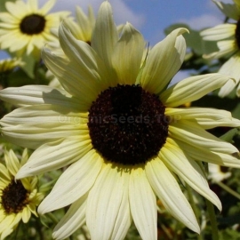 «Vanilla Ice» - Organic Sunflower Seeds
