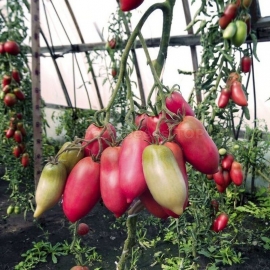 «Pepper Pink» - Organic Tomato Seeds