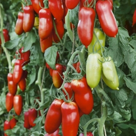 Фото «Nectar» - Organic Tomato Seeds