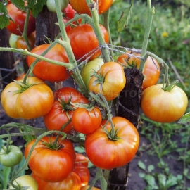 Фото «Currency» - Organic Tomato Seeds
