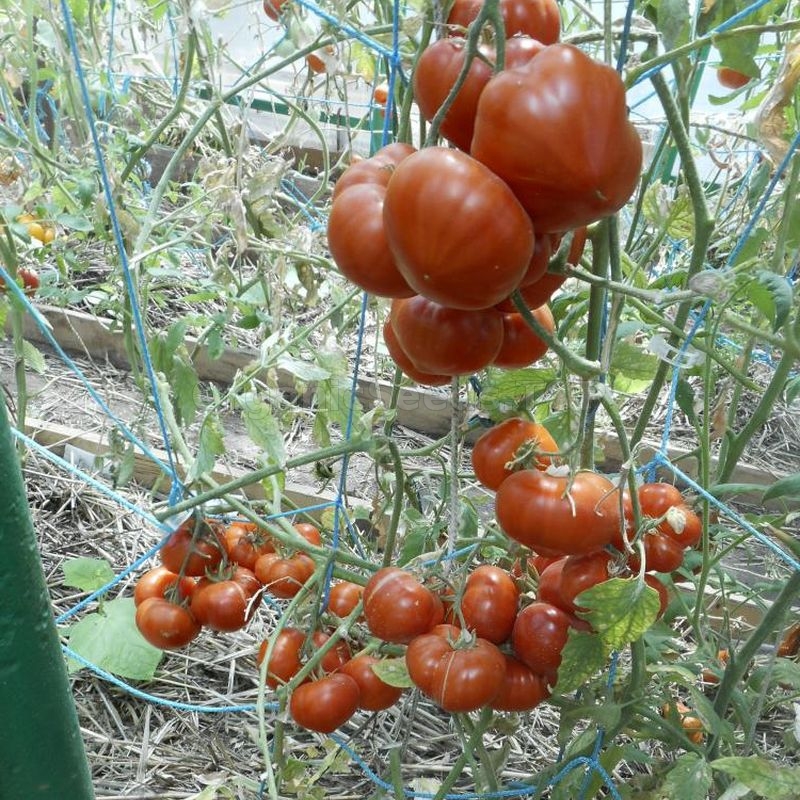Russian Heirloom Vegetable-Rare 15 Tomato Seeds WHITE CHERRY- Belaya Vishnya