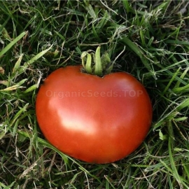 Фото «San Pierre» - Organic Tomato Seeds