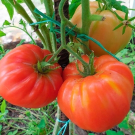 «Size free» - Organic Tomato Seeds