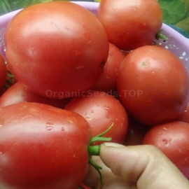 «Nastenka» - Organic Tomato Seeds