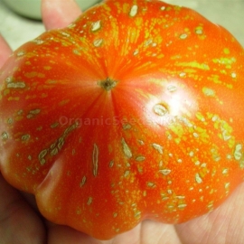 «Fireworks Orange» - Organic Tomato Seeds