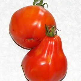 «Princess Turandot» - Organic Tomato Seeds