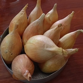 «Gull» - Organic Onion Seeds