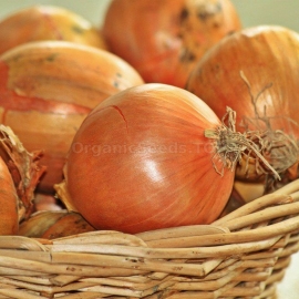 Фото «Galician» - Organic Onion Seeds