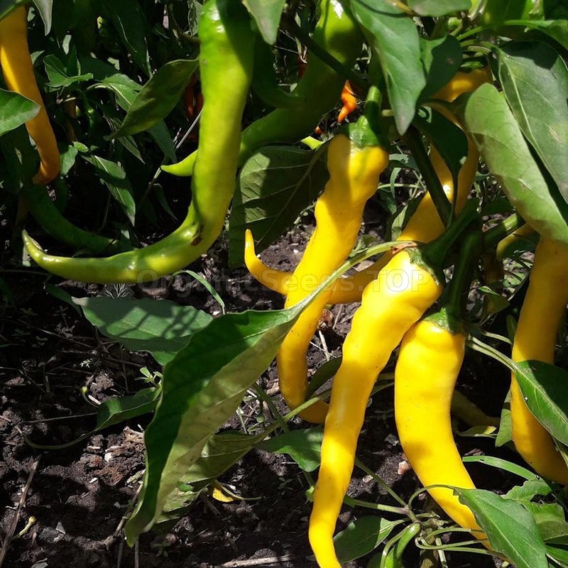 Details about   Seeds Chilli Pepper RAMs Horn Chili Red Giant Vegetable Organic Heirloom Ukraine 