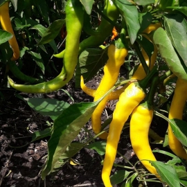 «Ram horn yellow» - Organic Pepper Seeds