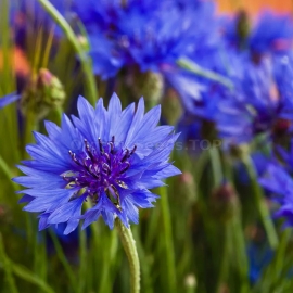 «Blue» - Organic Cornflower Seeds