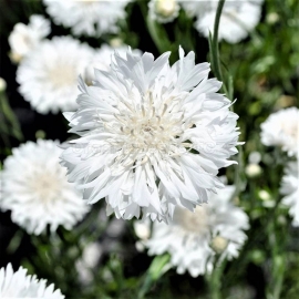 «White» - Organic Cornflower Seeds