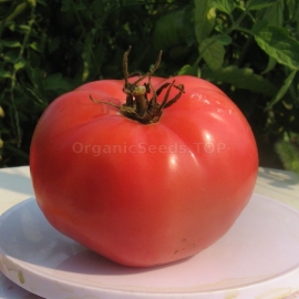 «Brandywine from Croatia» - Organic Tomato Seeds