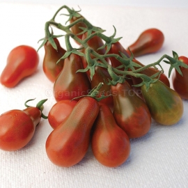 «Chocolate Pear» - Organic Tomato Seeds