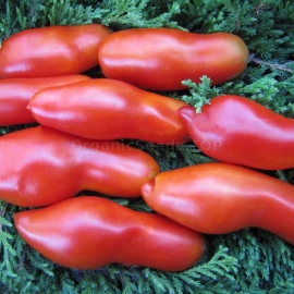 «Strelka tun Dwarf» - Organic Tomato Seeds