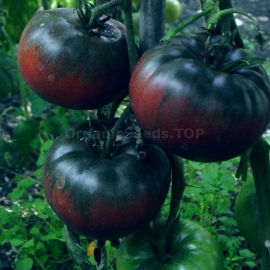 «Big Black» - Organic Tomato Seeds