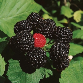 «Cumberland» - Organic Black Raspberry Seeds