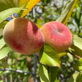 «Saturn» - Organic Fig Peach Seeds