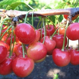 «Donchanka» - Organic Cherry Seeds