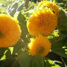 Organic Undersized Terry Sunflower Seeds