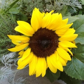 «Eclipse» - Organic Sunflower Seeds