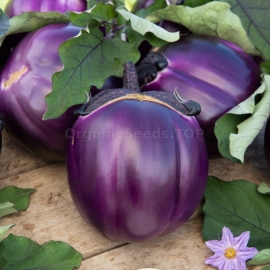 «Viola di Firenze» - Organic Eggplant Seeds