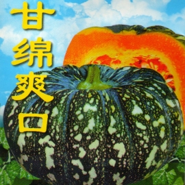 «Dawn of the East» - Organic Pumpkin Seeds