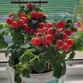 «Red Robin Micro Dwarf» - Organic Tomato Seeds