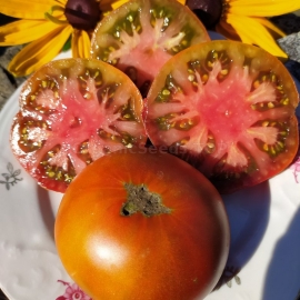 «Mulatto» - Organic Tomato Seeds