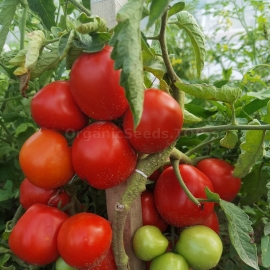 «Dubok» - Organic Tomato Seeds