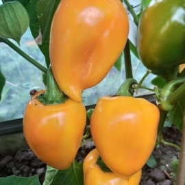 «Lesya orange» - Organic Pepper Seeds