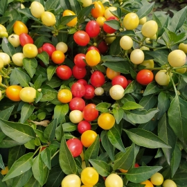 «Indian Summer» - Organic Hot Pepper Seeds