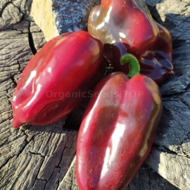 «Hungarian Black» - Organic Hot Pepper Seeds