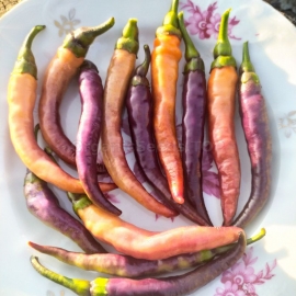 «Buena Mulata» - Organic Hot Pepper Seeds