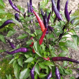 «Masquerade» - Organic Hot Pepper Seeds