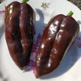 Фото «Mulato» - Organic Hot Pepper Seeds