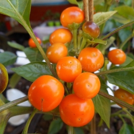 «Sea Buckthorn» - Organic Hot Pepper Seeds