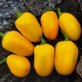 Фото «Habanero Orange Apple» - Organic Hot Pepper Seeds