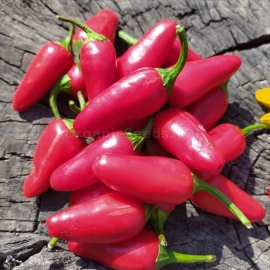 «Jalapeno Mini» - Organic Hot Pepper Seeds