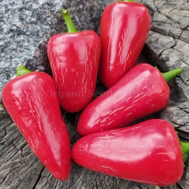 «Jalapeno Casablanca» - Organic Hot Pepper Seeds