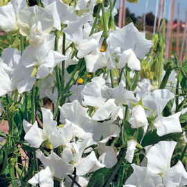«Janet» - Organic Sweet Pea Seeds
