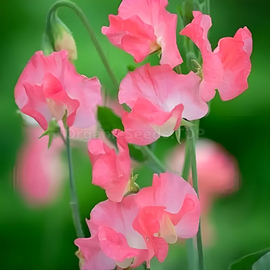 «Princess Elizabeth» - Organic Sweet Pea Seeds