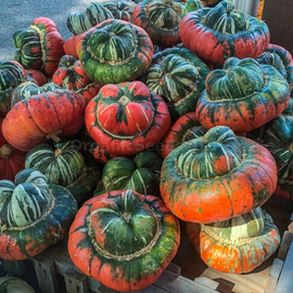 «Turkish turban» - Organic Pumpkin Seeds