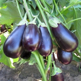 Фото «Prado» - Organic Eggplant Seeds
