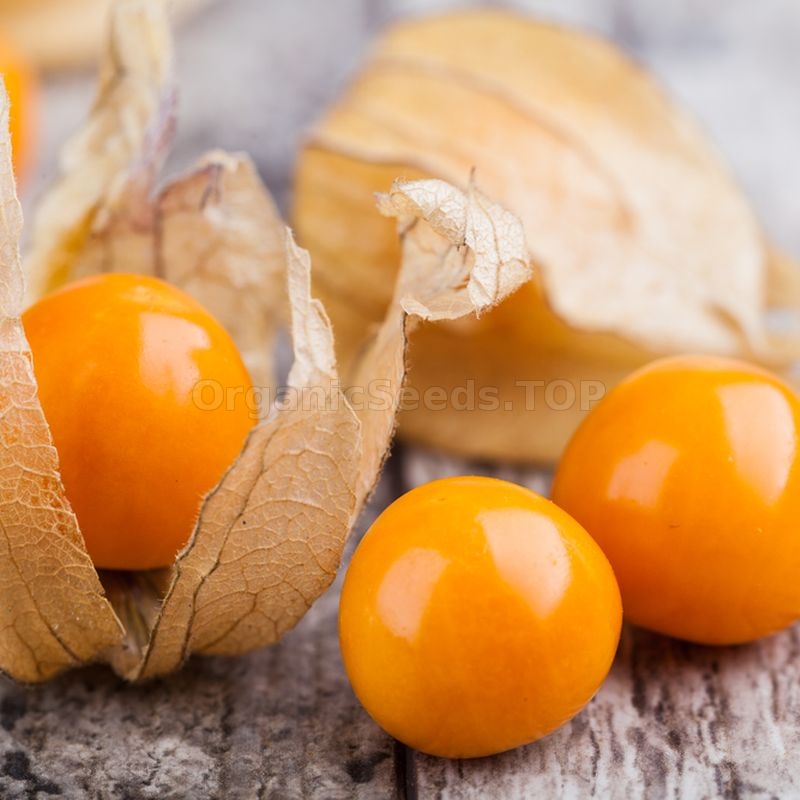 Reviews «Solegonium» Organic Tomatillo Seeds Shipping is free for