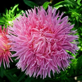 Фото «Dragon White-Pink» - Organic Aster Seeds