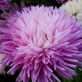 Фото «Hedgehog Pink» - Organic Aster Seeds