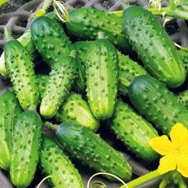 Фото «Crane» - Organic Cucumber Seeds